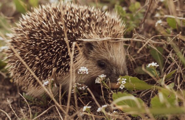 Kirpi Saklambaç Oyunu