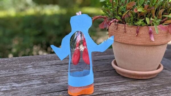 Akciğerimiz nasıl çalışır?