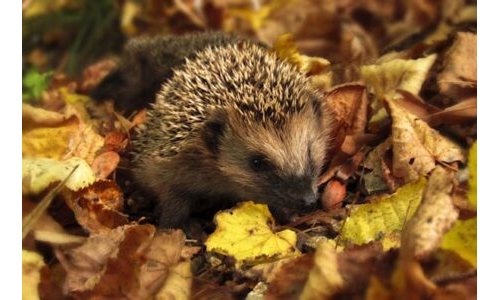 Kış uykusundaki kirpi -Hareketli oyun