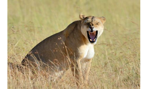 Afrika'da Macera Turu!