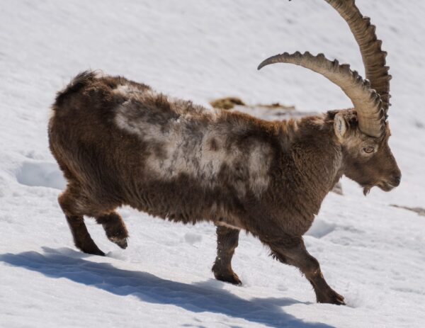 Kış Ormanındaki Hayvanlar