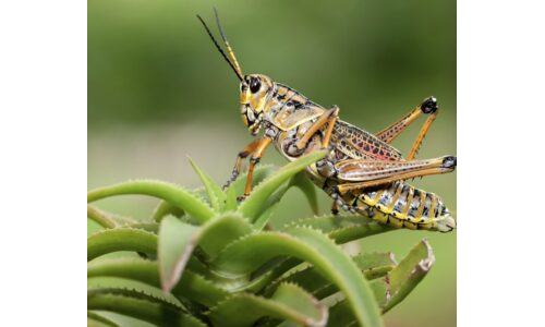 ZIPLAYAN ÇEKİRGELER