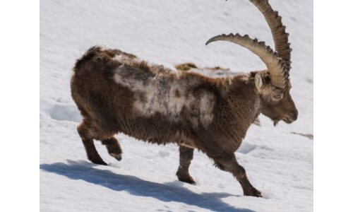 Kış Ormanındaki Hayvanlar