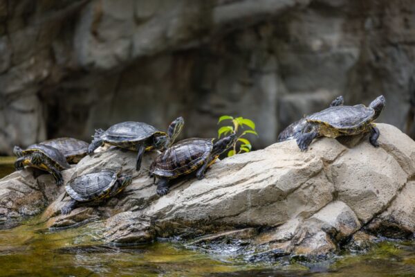 Gölde ve gölette kim yaşar?