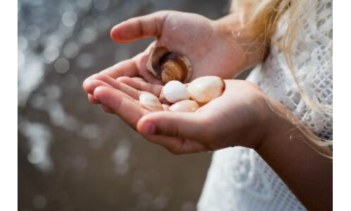 Midye ile sayı sayma oyunu Midye arama