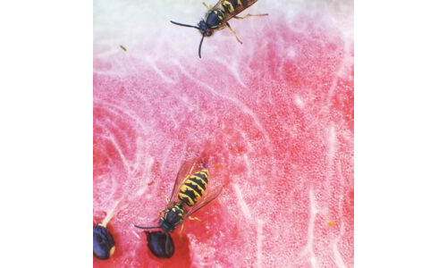 BÖCEKLER NASIL BESLENİR?