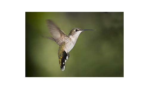 YILDIZLARA UÇAN KUŞUN HİKÂYESİ