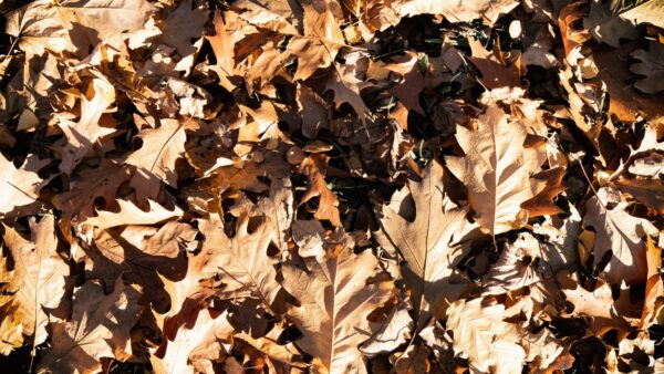 Sonbahar Yaprakları