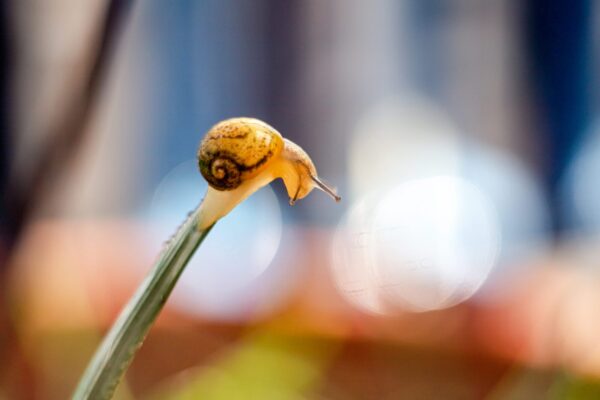 Ben Küçük Salyangozum