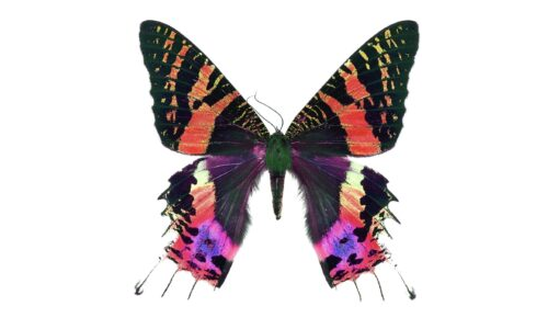 Renklerin Dansı: Kelebek Tasarımı