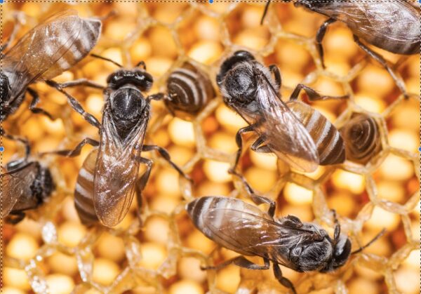 Bal Arısının Yaşam Döngüsü