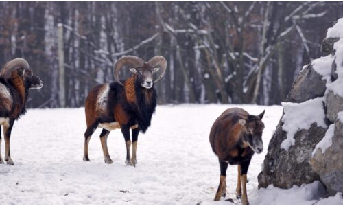 Kış Mevsiminde Hayvanlar