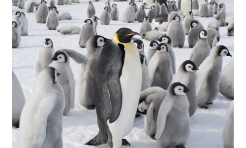 Penguenlerle Sayı Birleştirme