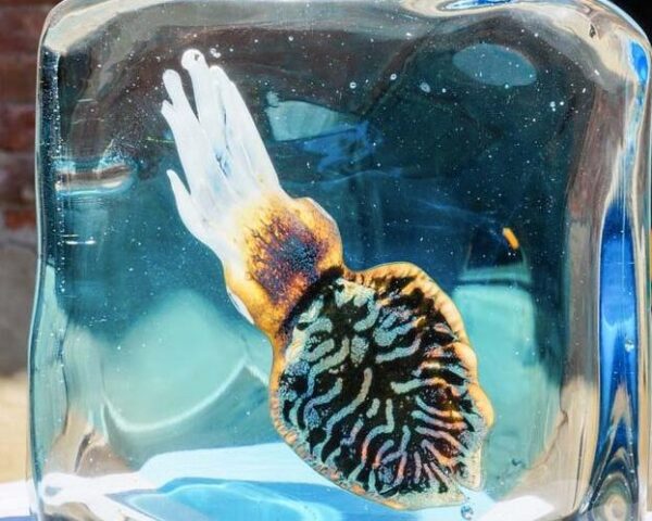 Bir Kavanozda Denizanası