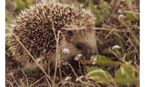Kirpi Saklambaç Oyunu