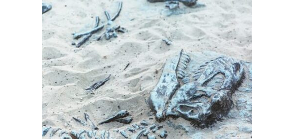 Kemik Buluntularıyla Dinozor İskeleti Oluşturuyoruz!