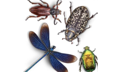 Mıknatısla Hareket Eden Böcekler