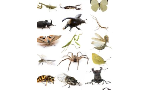 Böcekler Nasıl Hareket Ediyor