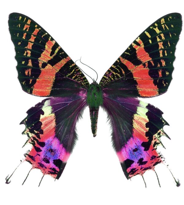 Renklerin Dansı: Kelebek Tasarımı