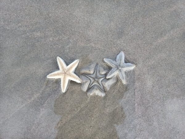 Kilden Denizyıldızı