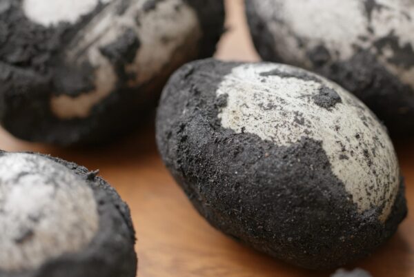 DİNOZOR YUMURTALARI