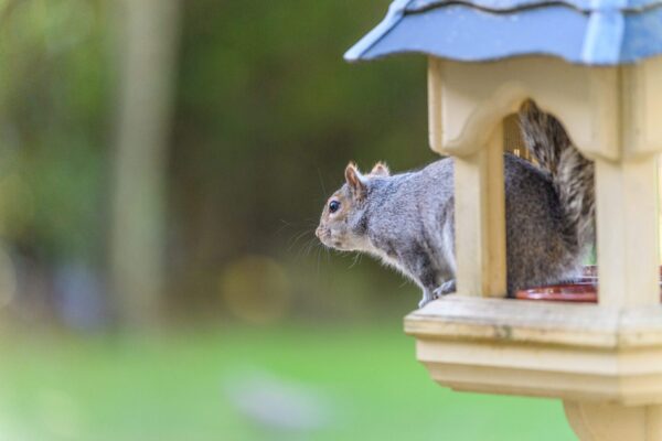 Sincapların Dünyasını Keşfediyoruz