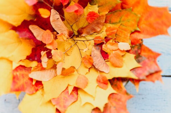 Hışırdayan Yapraklar