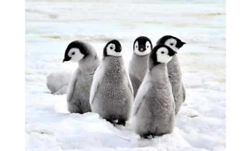 Penguen çizgi-Boyama