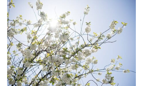 İlkbahar yeşilliklerini ve güneşi özlemek