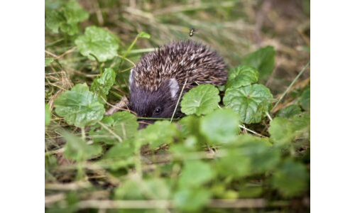 Kışa Hazırlıkta Usta Kirpiler