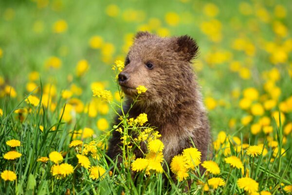 Küçük Ayı Baharı Keşfediyor