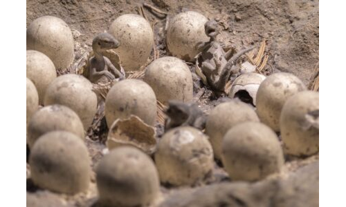 DİNO YUMURTALARI NEREDE?