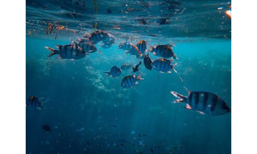 Balık oyun kartları için yönerge