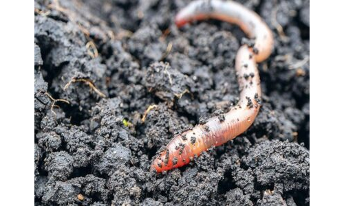 Çiftçiler solucan neden sever?