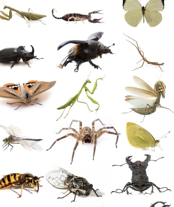 Böcekler Nasıl Hareket Ediyor