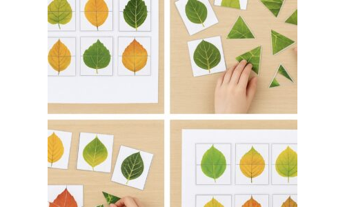 Yaprak Dedektifleri – Gizemli Yaprak Bulmacası