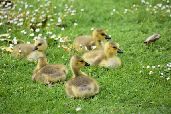Beş Küçük Ördek Yavrusu
