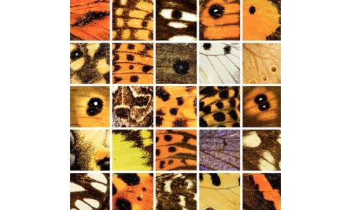 Renkli Mozaik Kelebek Kanatları