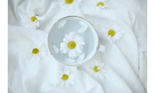 Ekmek üstü papatya