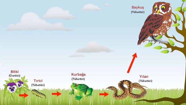 Besin Zinciri Aktivitesi