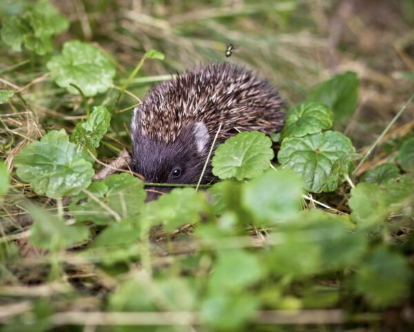 Kışa Hazırlıkta Usta Kirpiler