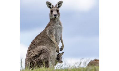 Kanguru Kesesini Nasıl Aldı? (Hikâye ve Drama Etkinliği)