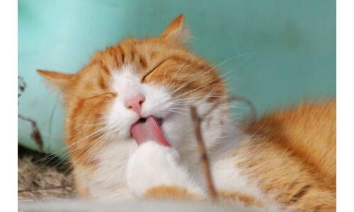 Kedi İnteraktif Hikâye
