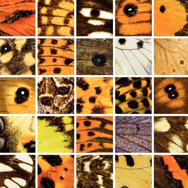 Renkli Mozaik Kelebek Kanatları