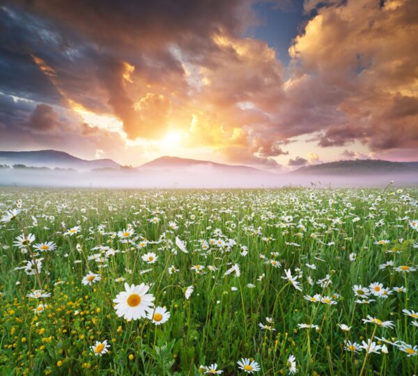 Doğanın Uyanışı İlk Çiçekler